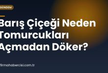 Barış Çiçeği Neden Tomurcukları Açmadan Döker? Barış Çiçeği Neden Tomurcukları Açmadan Döker?