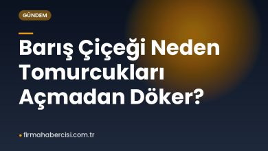 Barış Çiçeği Neden Tomurcukları Açmadan Döker? Barış Çiçeği Neden Tomurcukları Açmadan Döker?