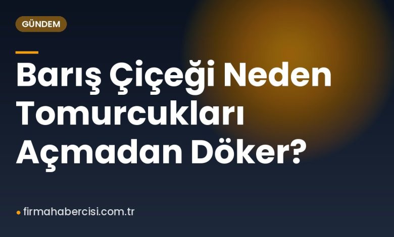 Barış Çiçeği Neden Tomurcukları Açmadan Döker? Barış Çiçeği Neden Tomurcukları Açmadan Döker?